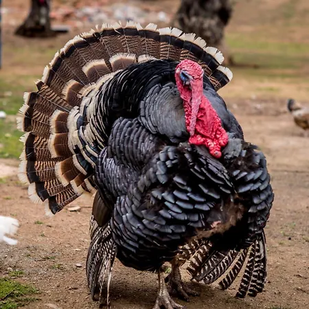 Gospodarstwo agroturystyczne Quinta Manel Da Gaita Torres Novas