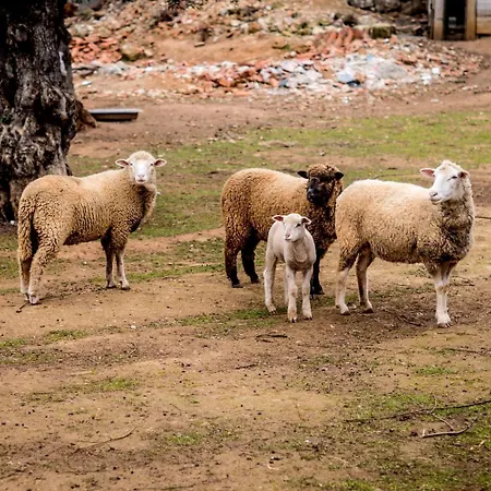Quinta Manel Da Gaita Κατάλυμα σε φάρμα