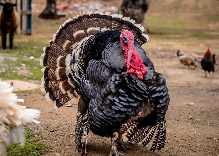 مزرعة للإقامة Quinta Manel Da Gaita توريس نوفاس