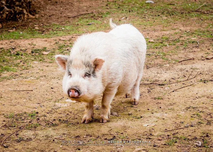 Quinta Manel Da Gaita ファームステイ *